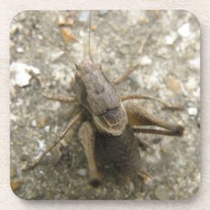 Dessous de verre Brown de liège de cricket