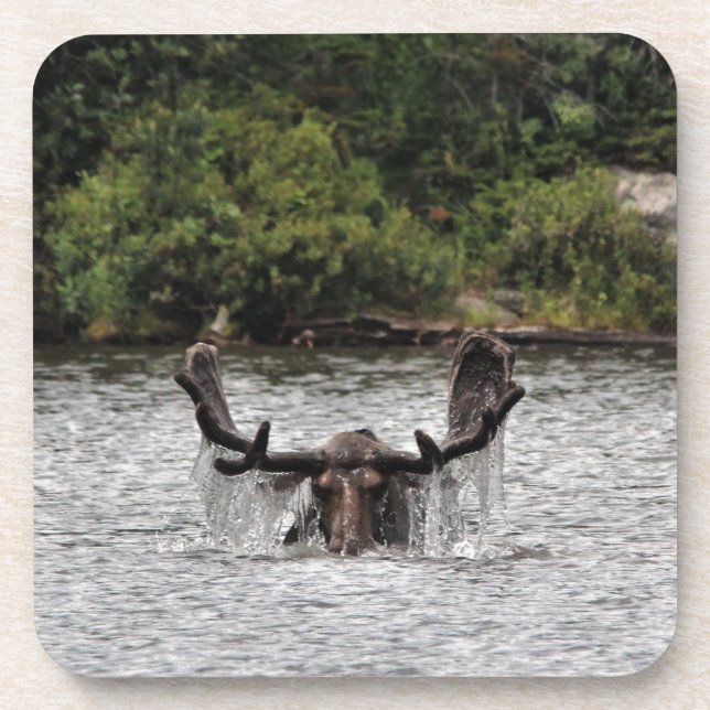 Dessous-de-verre Bull Moose (Devant)