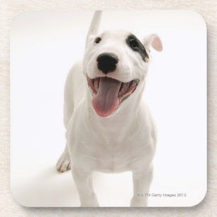 Dessous-de-verre Bull-terrier joyeux