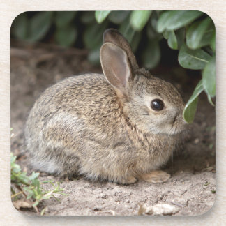 Dessous-de-verre Bunny carré