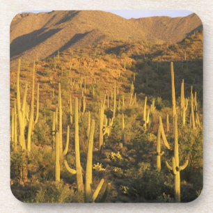 Dessous-de-verre Cactus saguaro dans le parc national de Saguaro pr