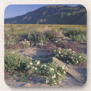 Dessous-de-verre Californie, Anza-Borrego Desert SP, Sable
