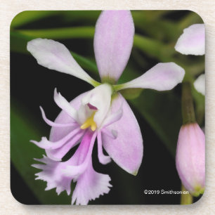 Dessous-de-verre Caligarium d'Epidendrum
