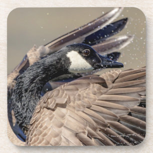 Dessous-de-verre Canada Goose