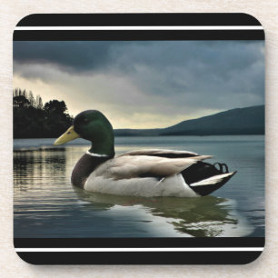 Dessous-de-verre Canard De Mallard Sur Le Beverage Du Lac