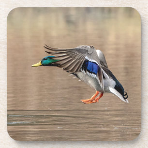 Dessous-de-verre Canard Mallard en vol