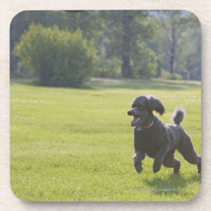 Dessous-de-verre Caniche jouant le frisbee