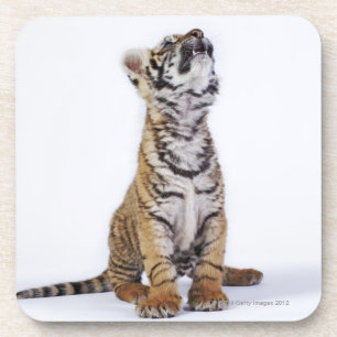 Dessous-de-verre Captif, Afrique du Sud