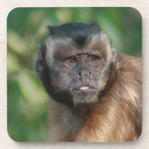 Dessous-de-verre Capuchin Singe Mignonne Mais Cranky
