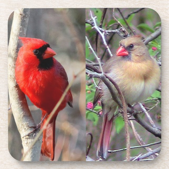Dessous-de-verre Cardinal Couple (Devant)