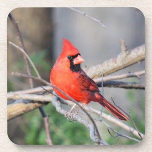 Dessous-de-verre Cardinal Crest