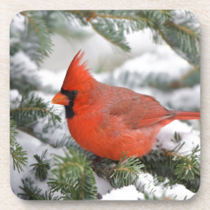 Dessous-de-verre Cardinal rouge dans un sapin baumier en hiver