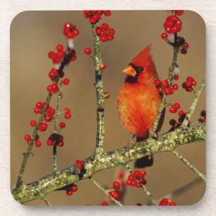 Dessous-de-verre Cardinal rouge mâle perché, IL