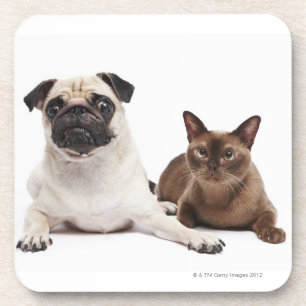 Dessous-de-verre Carlin et chat birman
