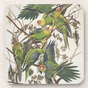 Dessous-de-verre Carolina Parakeet, de 'Birds of America', 1829