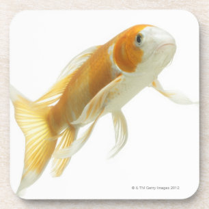 Dessous-de-verre Carpe (Cyprinus carpio)