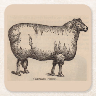 Dessous De Verre Carré 19e century print cotswold sheep