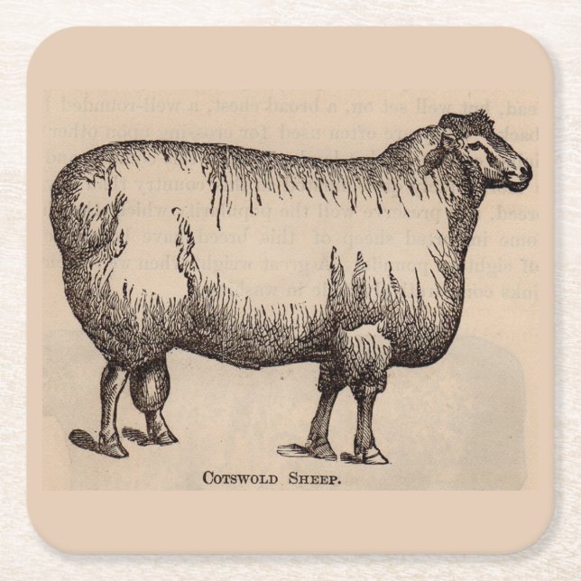 Dessous De Verre Carré 19e century print cotswold sheep (Devant)