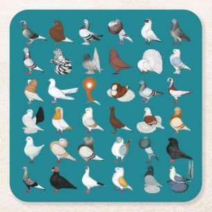 Dessous De Verre Carré 36 races de pigeon