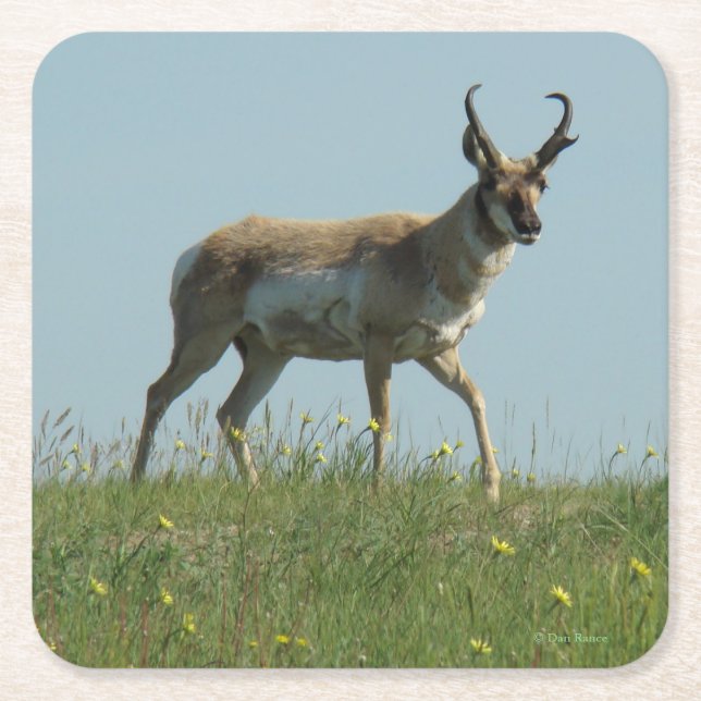 Dessous De Verre Carré A10 Pronghorn Antelope Buck (Devant)