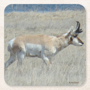 Dessous De Verre Carré A23 Jeune Antilope Pronghorn