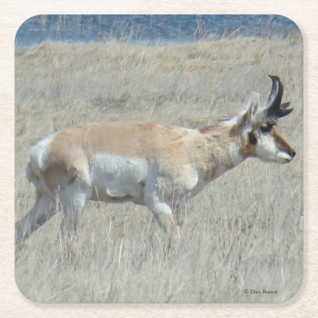 Dessous De Verre Carré A23 Young Pronghorn Antelope (Devant)