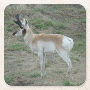 Dessous De Verre Carré A26 Pronghorn Antelope Young Buck