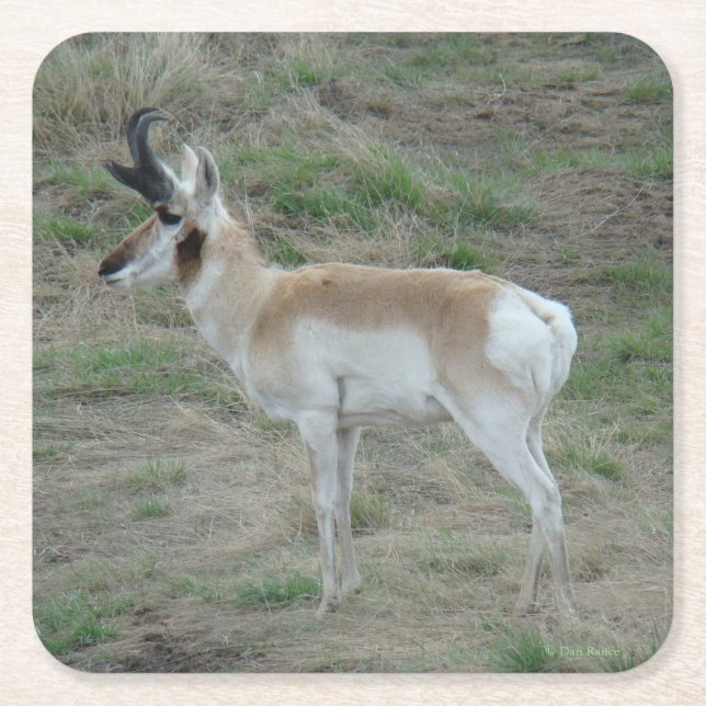 Dessous De Verre Carré A26 Pronghorn Antelope Young Buck (Devant)