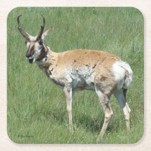 Dessous De Verre Carré A3 Pronghorn Antelope Cheval