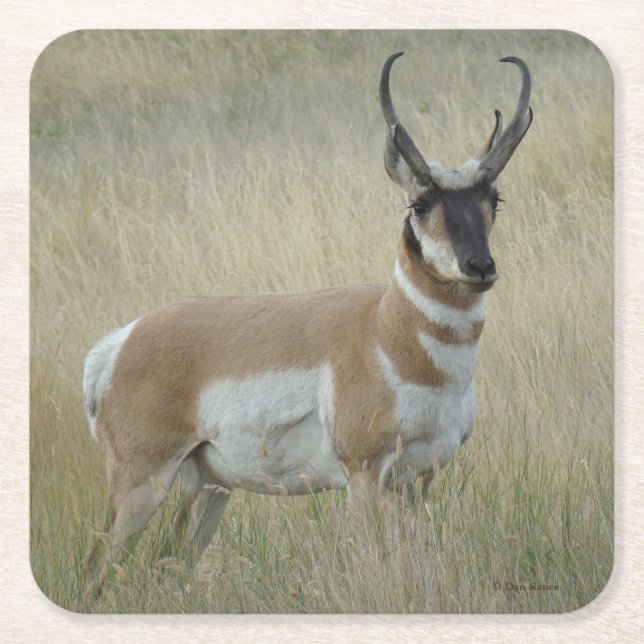 Dessous De Verre Carré A8 Pronghorn Antelope Buck (Devant)