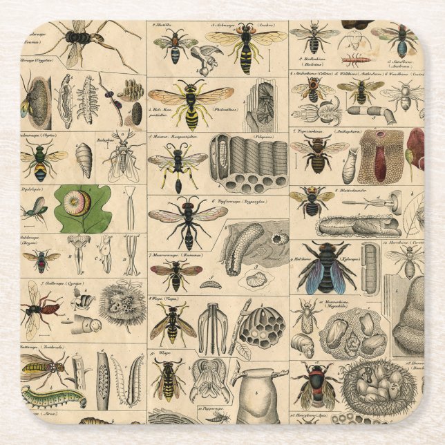 Dessous De Verre Carré Abeille Insecte Bug Wasp Nature Peinture des abeil (Devant)