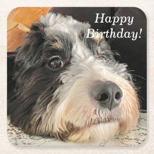 Dessous De Verre Carré Adorable Bernedoodle