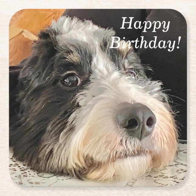 Dessous De Verre Carré Adorable Bernedoodle (Devant)
