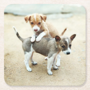 Dessous De Verre Carré Adorable Chiots jouant sur la plage