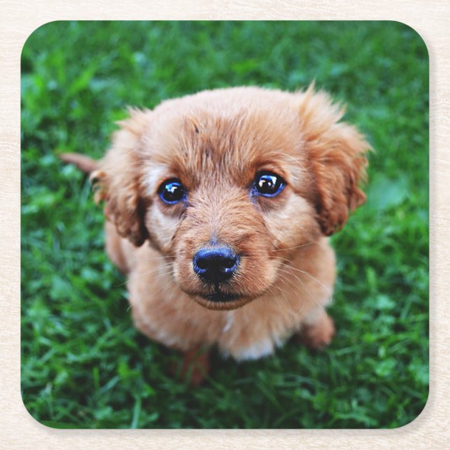 Dessous De Verre Carré Adorable Puppy Photo (Devant)