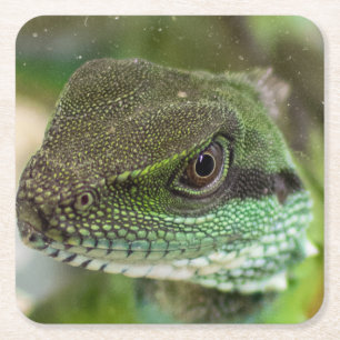 Dessous De Verre Carré Agama, lézard