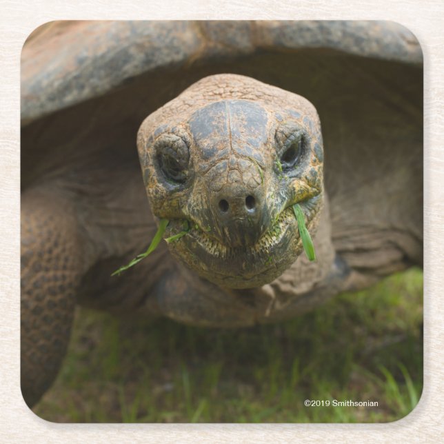 Dessous De Verre Carré Alimentation de tortue d'Aldabra (Devant)