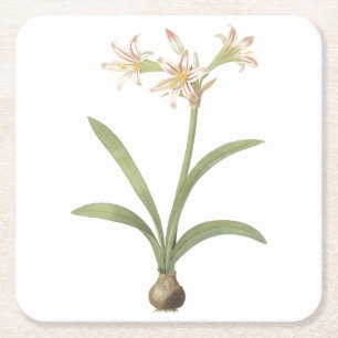 Dessous De Verre Carré amaryllis(Amaryllis vittata) par Redouté