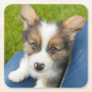 Dessous De Verre Carré Animaux de bébés cutest   Baby Corgi dans mon geno