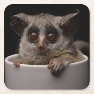 Dessous De Verre Carré Animaux de bébés cutest   Bébé mignon