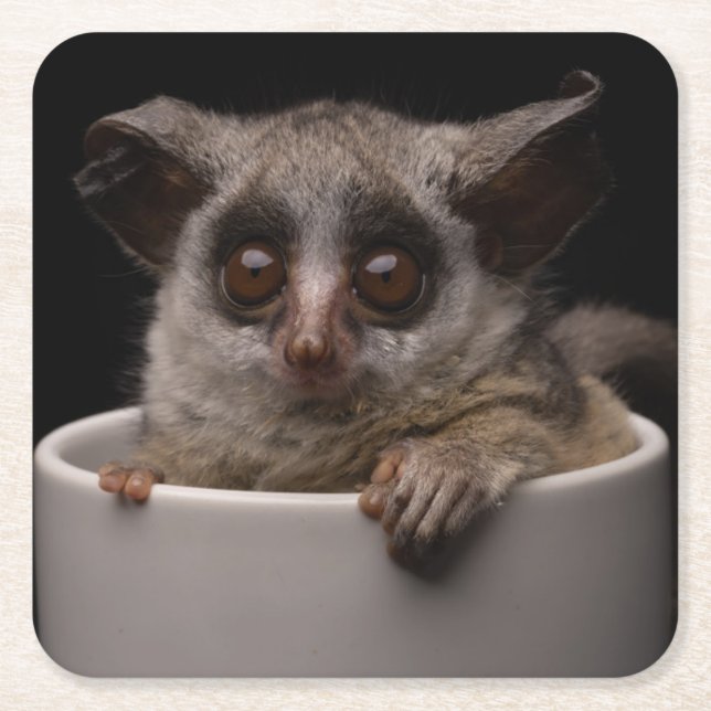 Dessous De Verre Carré Animaux de bébés cutest | Bébé mignon (Devant)