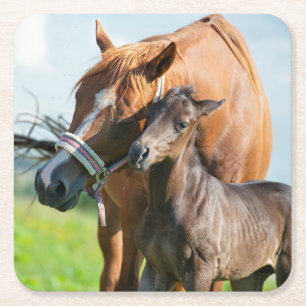 Dessous De Verre Carré Animaux de bébés cutest   Black Foy avec maman