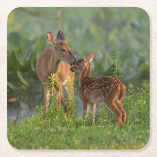 Dessous De Verre Carré Animaux de bébés cutest   Cerf et bébé