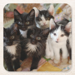 Dessous De Verre Carré Animaux de bébés cutest   Chatons noirs et blancs