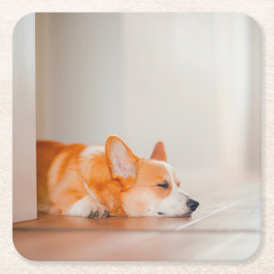 Dessous De Verre Carré Animaux de bébés cutest   Corgi Sleeping