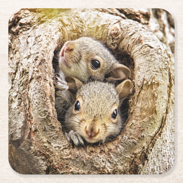 Dessous De Verre Carré Animaux de bébés cutest | Écureuils curieux (Devant)