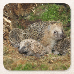 Dessous De Verre Carré Animaux de bébés cutest   Famille Hérisson