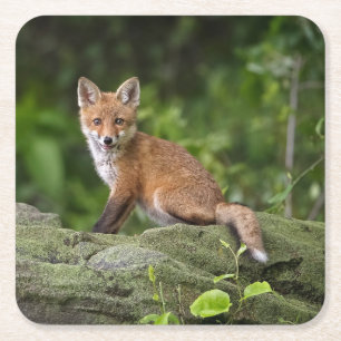Dessous De Verre Carré Animaux de bébés cutest   Foxy Smile