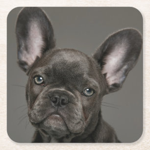 Dessous De Verre Carré Animaux de bébés cutest   French Bulldog