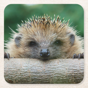 Dessous De Verre Carré Animaux de bébés cutest   Hedgehog Smile